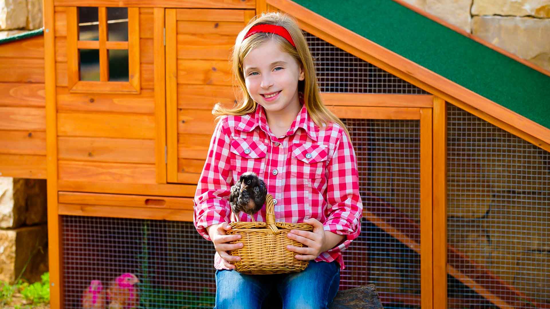 Sun Rise Sheds | Stay Cool, Chickens: Creative Chicken Coop Shade Ideas To Beat the Heat